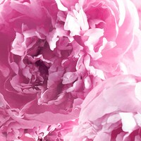 Peony & Blush Suede Body Crème