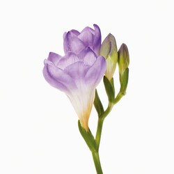 tory burch bel azur sephora