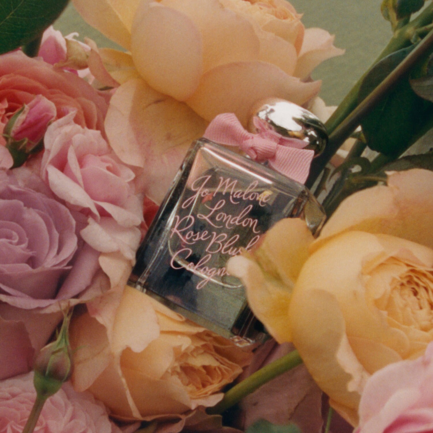 Buy Marmalade Collection Rose Blush Jo Malone Online Prices |  PerfumeMaster.com