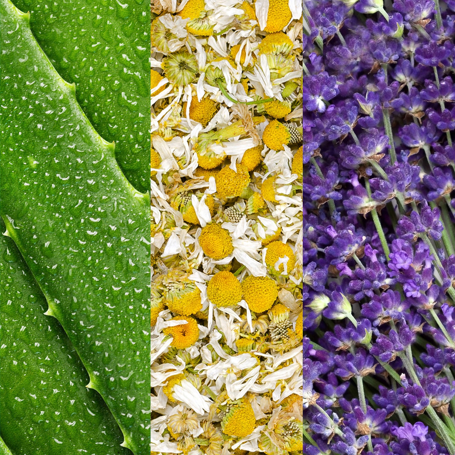 Vaporisateur visage à l’aloès, la camomille et lavande