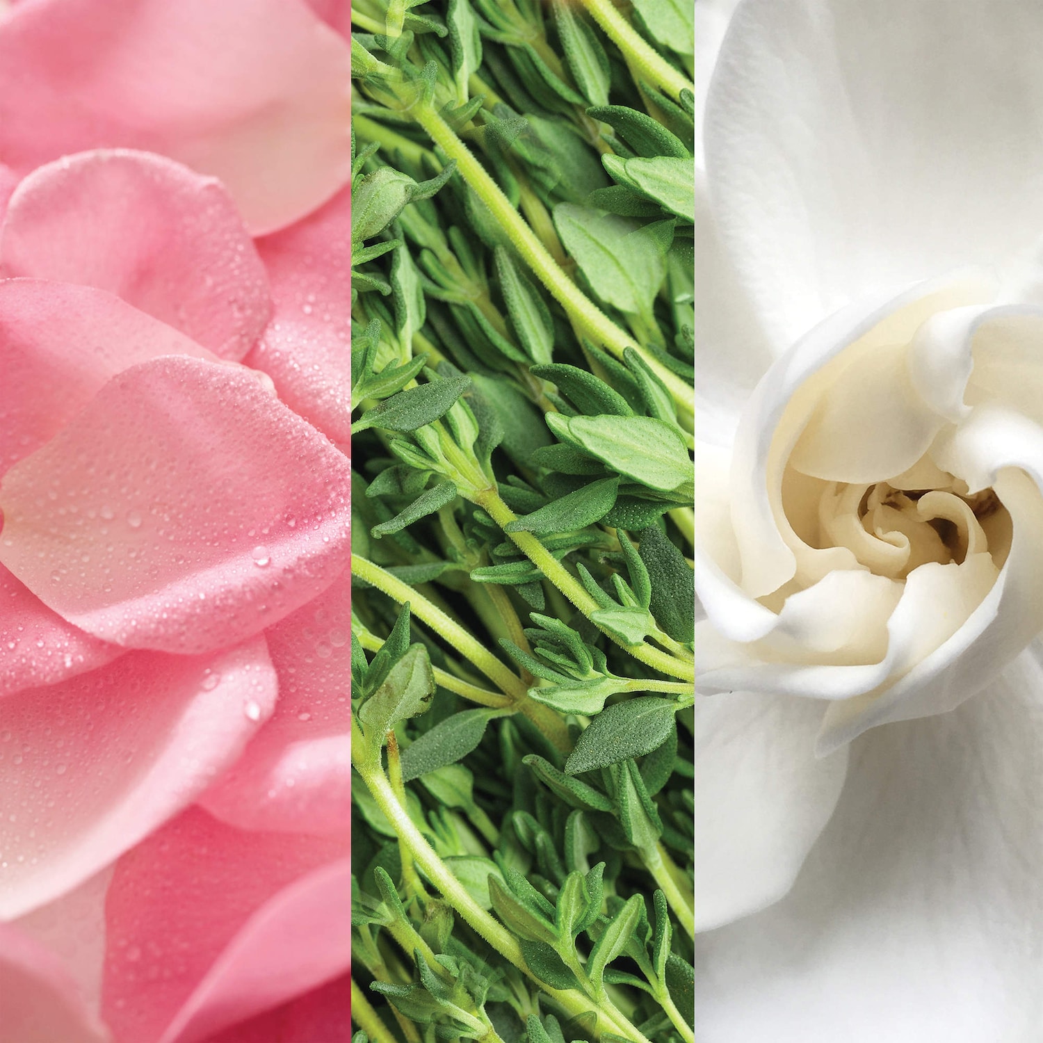 Vaporisateur pour le visage à l'aloès, aux plantes et l'eau de rose