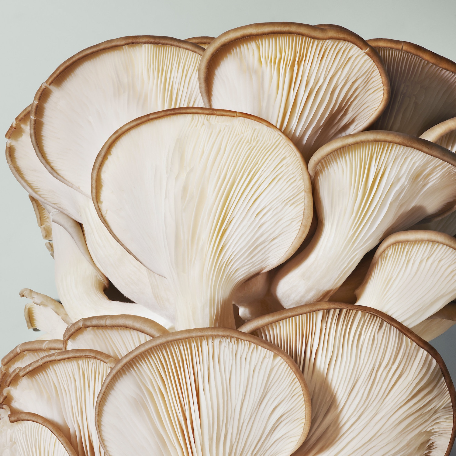 Успокаивающий лосьон Origins Mega-Mushroom Relief & Resilience, Dr. Andrew Weil — фото 5