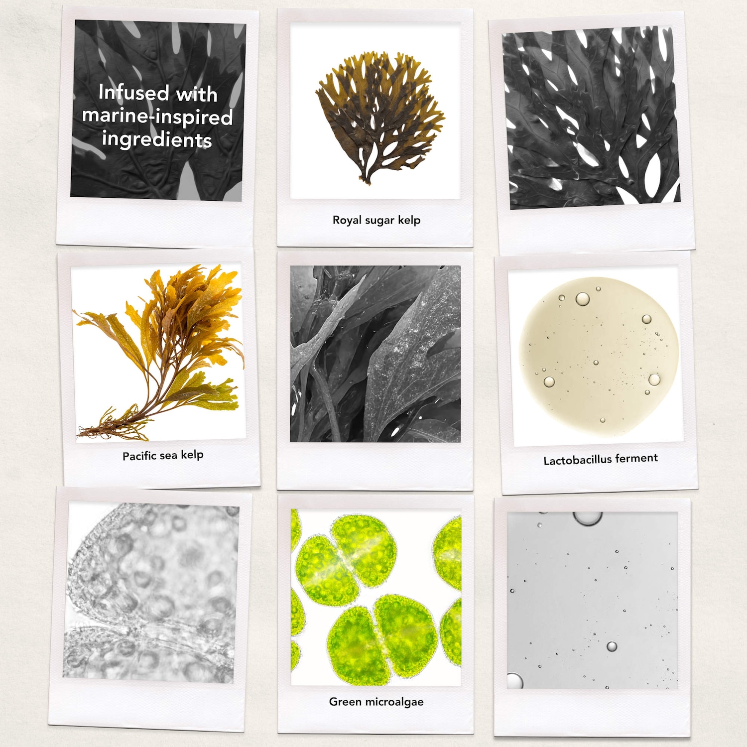 Seaweed Nourishing Air Dry Cream