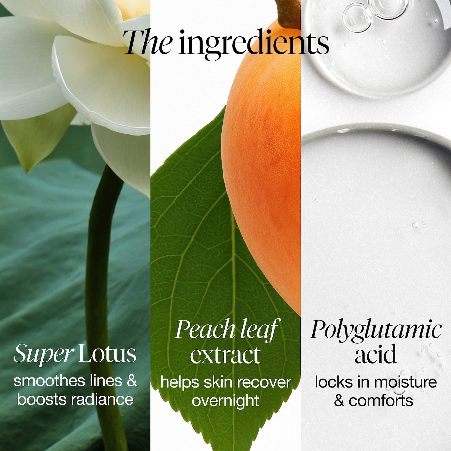 Mini Lotus Anti-Aging Night Moisturizer
