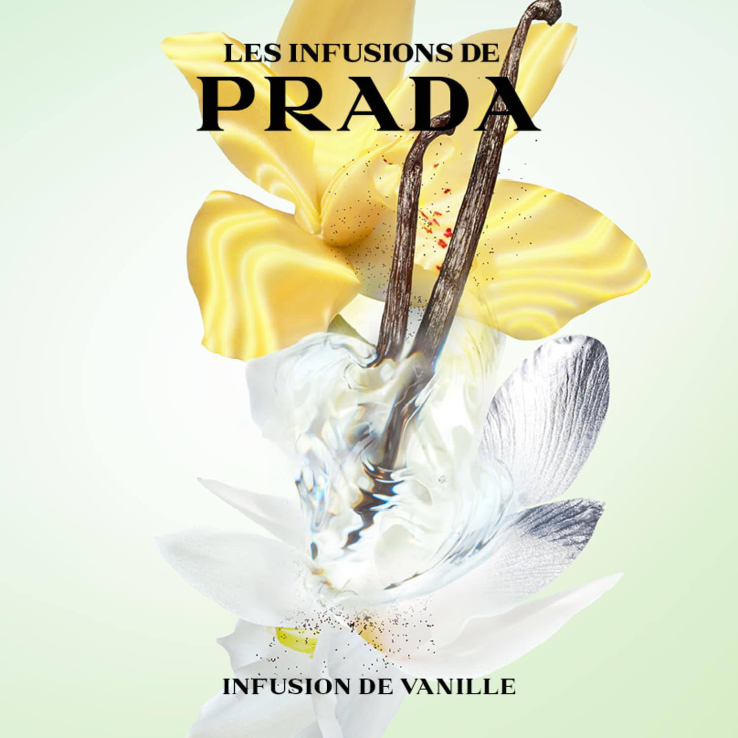 Prada Infusion