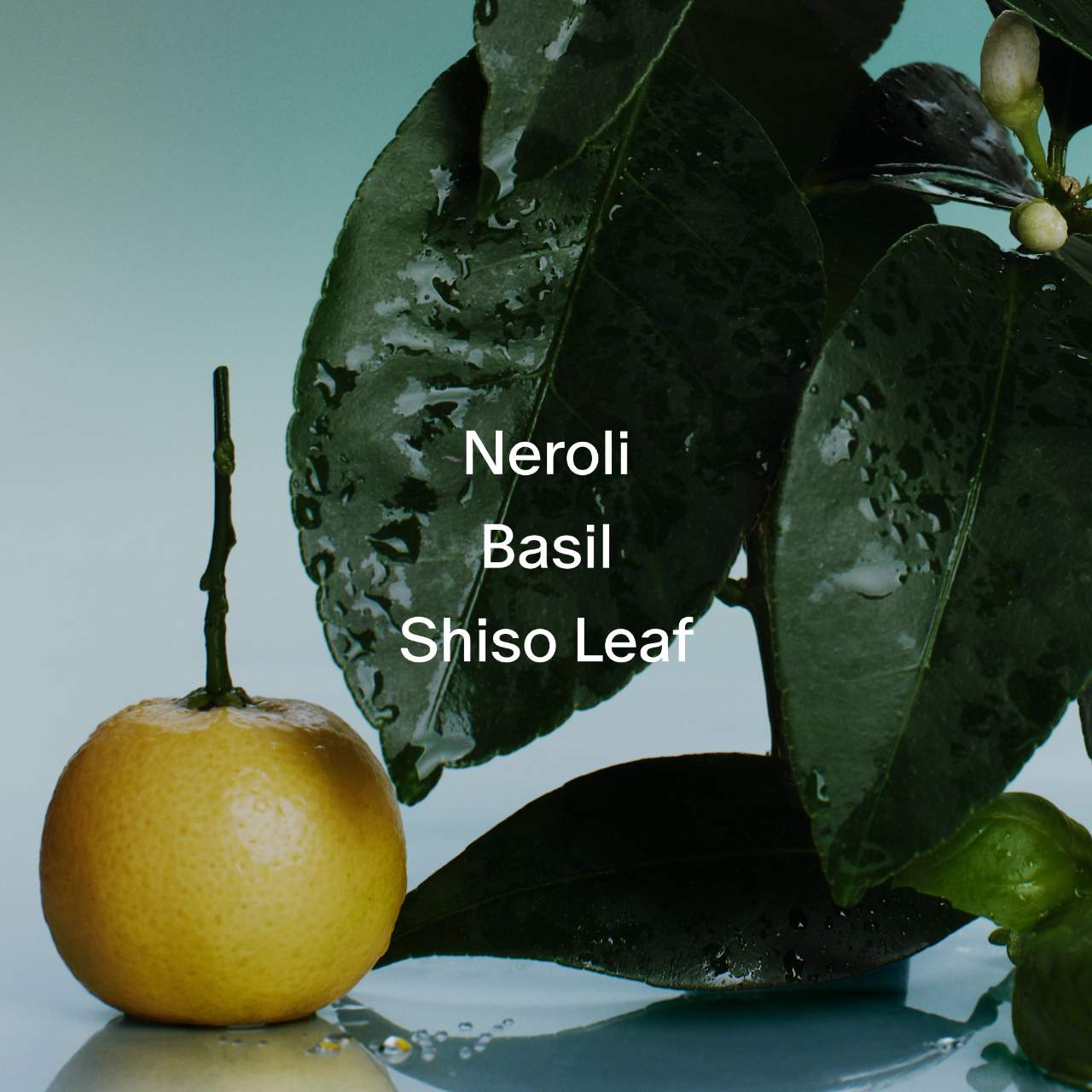 Смягчающий гель для душа Salt & Stone Neroli & Basil, сменный блок — фото 5