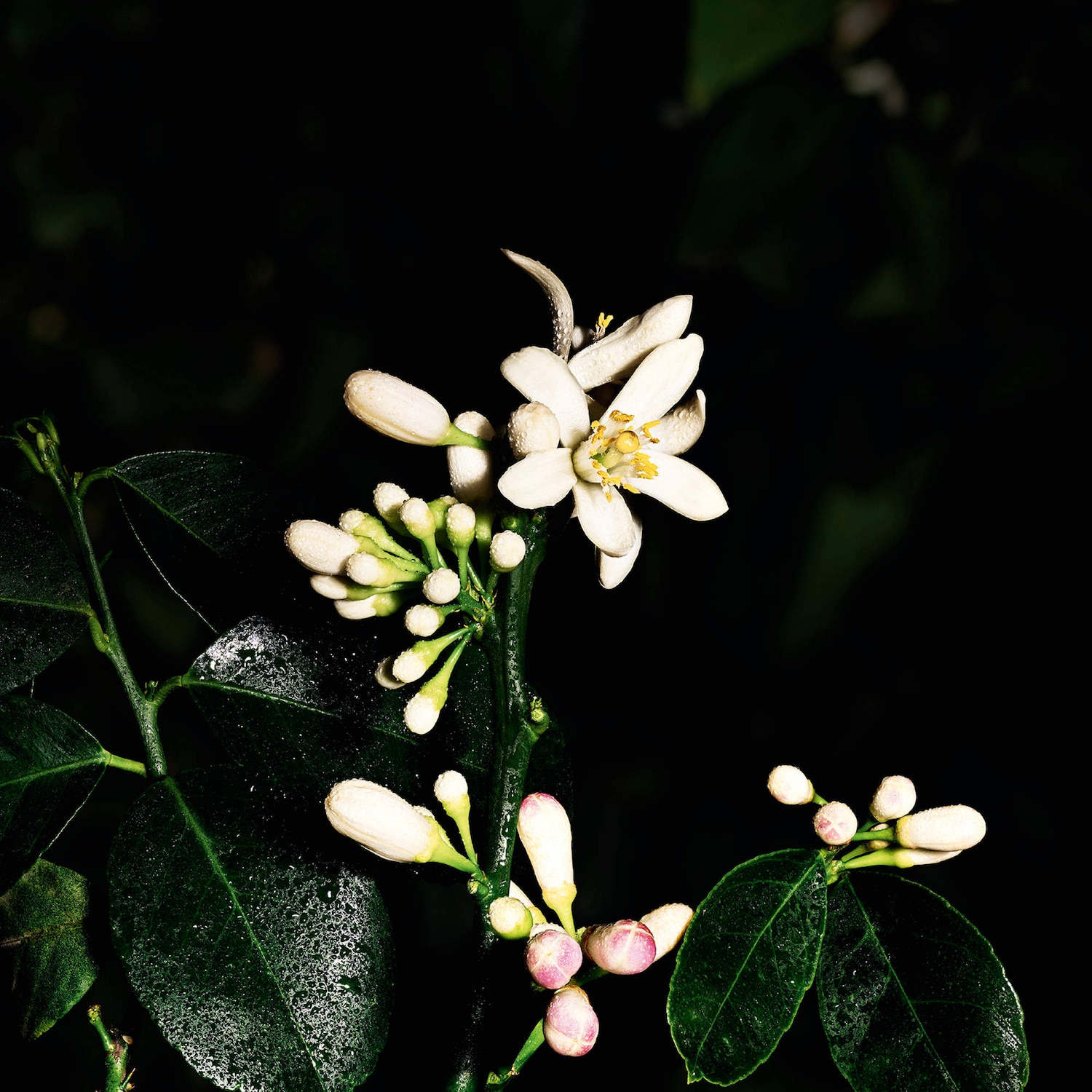 Saharienne Eau de Parfum with Neroli & Musk - Yves Saint Laurent