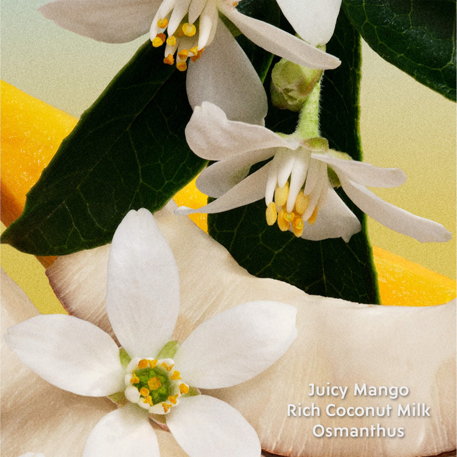 Fleur de Lait Eau de Parfum with Coconut Milk 3