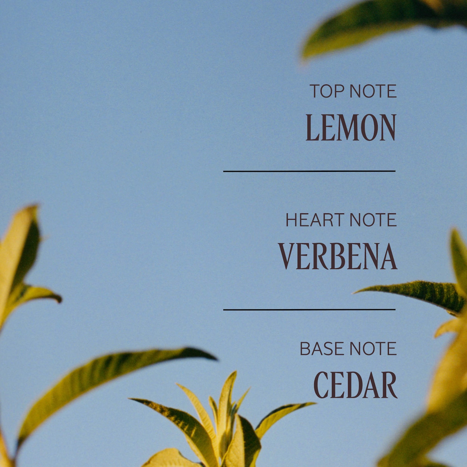 Verveine Agrumes Stick Deodorant - L'Occitane | Sephora