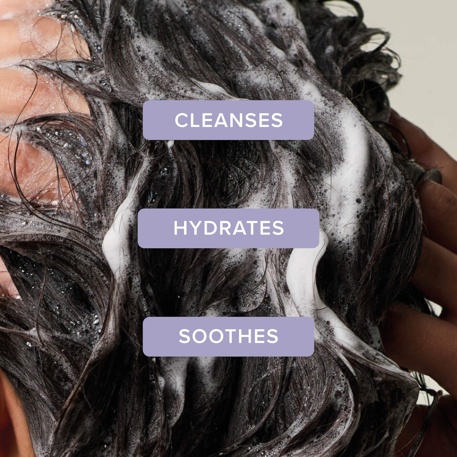 Tea Tree Lavender Mint Moisturizing Shampoo for Dry Hair - Paul